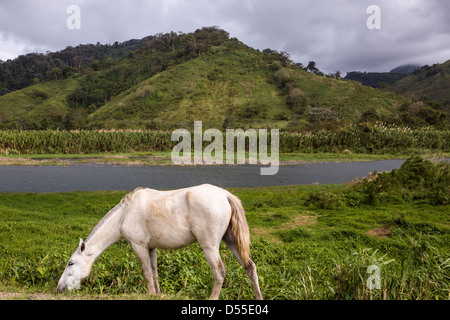 White horse grazing by Lake Arenal in the Alajuela province of Costa Rica.