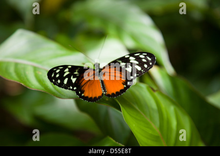 Tiger Longwing (Heliconius hecale) or Golden Helicon, Jardin de Mariposas, Monteverde Butterfly Gardens, Monteverde, Costa Rica. Stock Photo