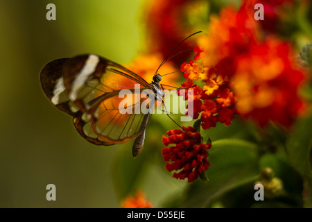 Glasswing butterfly (Greta oto), Jardin de Mariposas, Monteverde Butterfly Gardens, Monteverde, Costa Rica. Stock Photo