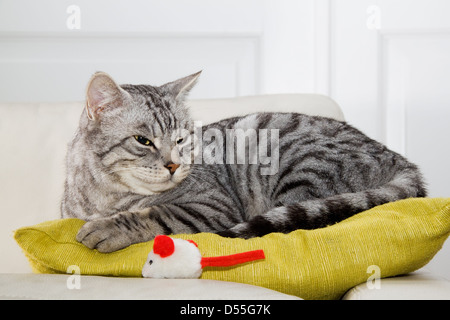 Berlin, Germany, graugetigerter doest cat on a pillow Stock Photo