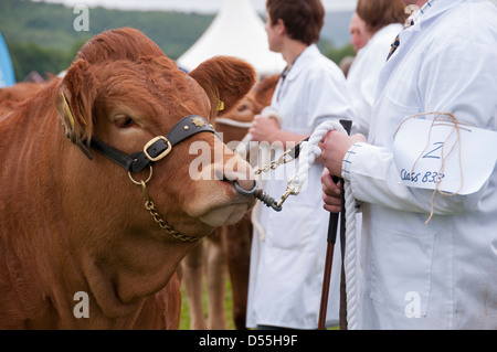 Close-up of limousin cattle competitor (bull) & handler standing in parade ring - Kilnsey Agricultural Show showground, Yorkshire Dales, England, UK. Stock Photo