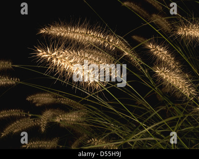 fountain grass, pennisetum alopeduroides, at night Stock Photo