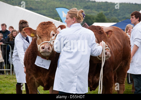 Pair of limousin cattle competitors (bulls) with handler standing in parade ring - Kilnsey Agricultural Show showground, Yorkshire Dales, England, UK. Stock Photo