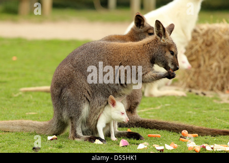 Wallabies at feeding time, one baby in it's mother's pouch. Stock Photo
