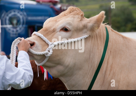 Close-up of powerful head & neck of young charolais bull wearing rope halter held by handler - Kilnsey Agricultural Show, Yorkshire Dales, England, UK Stock Photo