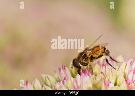 Honey bee collecting nectar from sedum plant Stock Photo