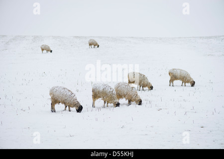 Sheep trying to graze in a snow covered field, Warwickshire, England, UK Stock Photo
