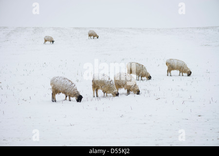Sheep trying to graze in a snow covered field, Warwickshire, England, UK Stock Photo