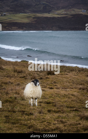 Scottish blackface sheep grazing on the shoreline, Isle of Skye, Scotland Stock Photo