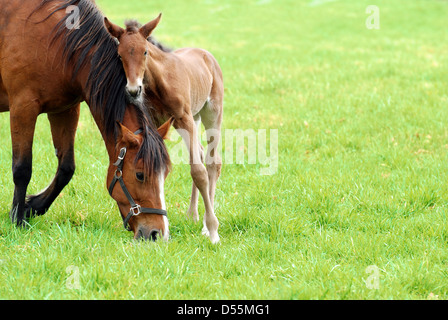 mare and her foal Stock Photo