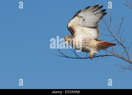 Red-tailed Hawk (Buteo jamaicensis) take off Stock Photo