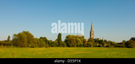 The spire of Salisbury cathedral from the water meadows on the river Avon and Nadder Stock Photo