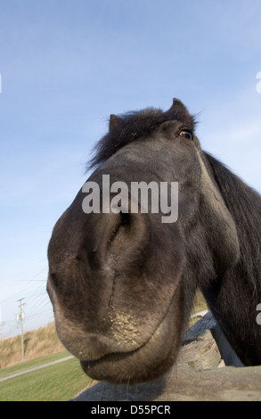 Wide angle Portrait of a horse, with a funny expression Stock Photo