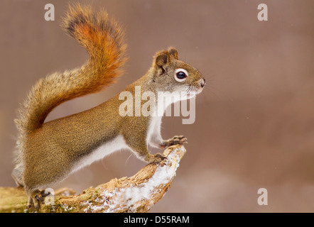 American red squirrel in autumn light (Tamiasciurus hudsonicus) Stock Photo