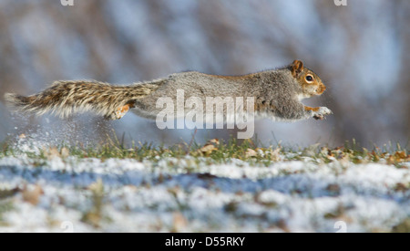Grey Squirrel (Sciurus hudsonicus) running in snow. Stock Photo