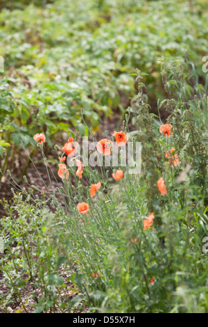 Poppies growing at the edge of a potato field in summer. Stock Photo