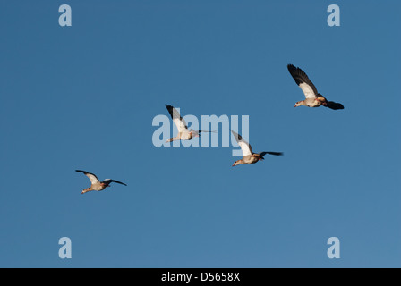 Four adult Egyptian Geese in flight Stock Photo
