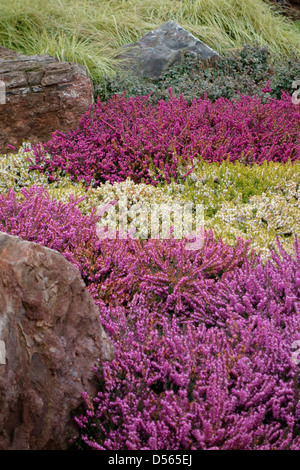 Erica carnea cultivars - Winter flowering heathers used in amenity plantings among boulders Stock Photo