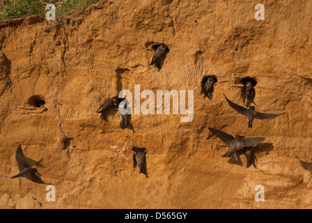 Sand Martins at nesting cliff Stock Photo