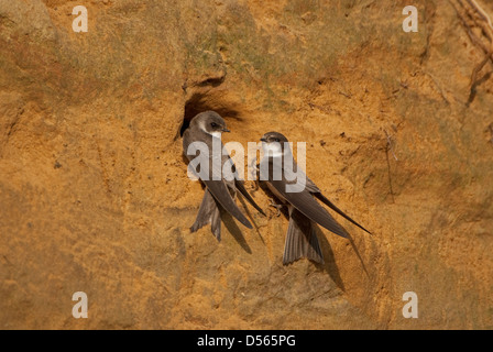 Pair of adult Sand Martins at nesting tunnel Stock Photo