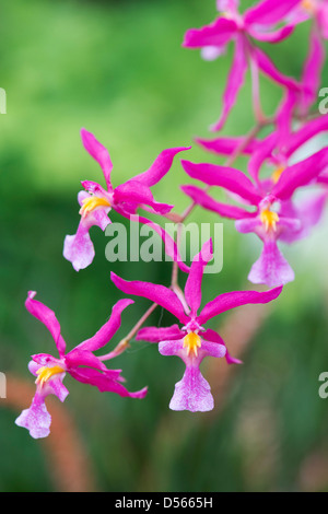 Odontioda charlesworthii orchid flower Stock Photo