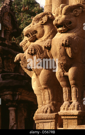 A pillar with multi-directional mythical lions at the Kanchi Kailasanathar Hindu temple dedicated to the Lord Shiva built from 685-705 AD by a Rajasimha (Narasimhavarman II) ruler of the Pallava Dynasty in the Dravidian architectural style in Kanchipuram or Kanchi in the state of Tamil Nadu South India Stock Photo