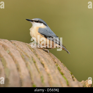 Eurasian Nuthatch - Sitta europaea, sitting on log Stock Photo