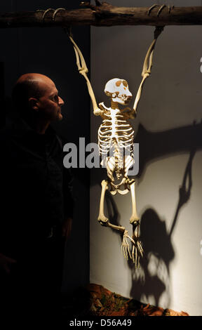 Kai Fueldner (L), head of Kassel's Museum of Natural History, stands next to a cast of a hanging chimpanzee skeleton on display in the exhibition 'The Humans' Evolution' in Kassel, Germany, 09 November 2010. Dioramae and reconstructions will highlight the various aspects of human evolution from 11 November to 01 May 2011. Photo: UWE ZUCCHI Stock Photo