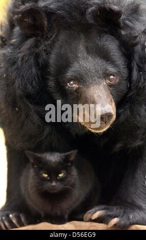 (dpa file) - A file picture dated 04 November 2003 shows Asian Black Bear 'Maeuschen' (little mouse) with her companion of many years, the cat 'Muschi' at the Zoo in Berlin, Germany. The oldest of the bears at Berlin Zoo died on 16 November 2010 at the age of 43. Photo: ALEXANDER RUESCHE Stock Photo