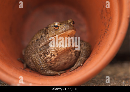 Adult common toad protecting itself and sheltering inside an empty flower pot looking out having inflated some air for defense Stock Photo