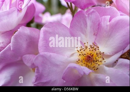 pink rose details of single flower petals in amongst a clump of flowers Stock Photo