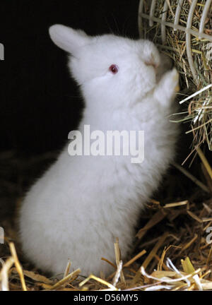 A rabbit with only one ear pictured in his stable in Egglham, Germany