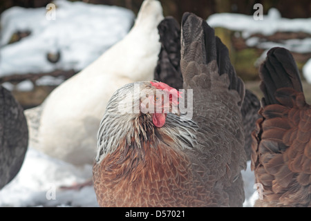 Silver Grey Dorking pure breed chicken. Stock Photo