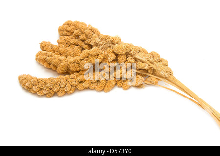 Millet ,bird food on white background Stock Photo