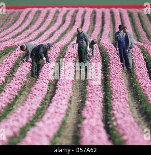 Polish seasonal workers select tulips in a field of the company 'Spezialkulturen Degenhardt' ('Special crop Degenhardt') in Schwaneberg, Germany, 30 April 2010. The tulips are not cultivated because of their gorgeous blossoms, but for the retrieval of tulip bulbs for allotment holders and large customers. After manually selecting the flowers, they are beheaded. Afterwards, the tuli Stock Photo