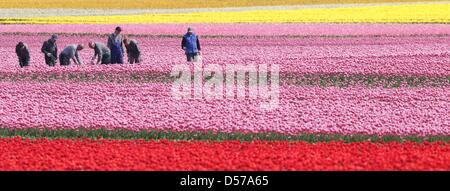 Polish seasonal workers select tulips in a field of the company 'Spezialkulturen Degenhardt' ('Special crop Degenhardt') in Schwaneberg, Germany, 30 April 2010. The tulips are not cultivated because of their gorgeous blossoms, but for the retrieval of tulip bulbs for allotment holders and large customers. After manually selecting the flowers, they are beheaded. Afterwards, the tuli Stock Photo