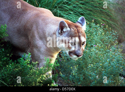 Cougar or Mountain lion, panther, catamount is a large cat of family Felidae native to Americas, Mt. Lion, Stock Photo