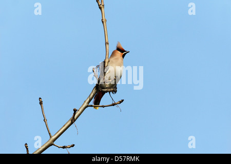 Bohemian Waxwing Bombycilla garrulus adult perched on a branch against a blue sky Stock Photo