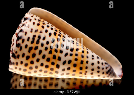 Lettered Cone shell (Conus litteratus) c9cm. Phillipines Stock Photo