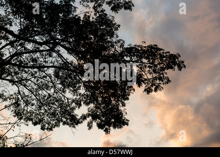 Tamarind tree at silhouette in  Chae Son National Park, Lampang, Thailand Stock Photo