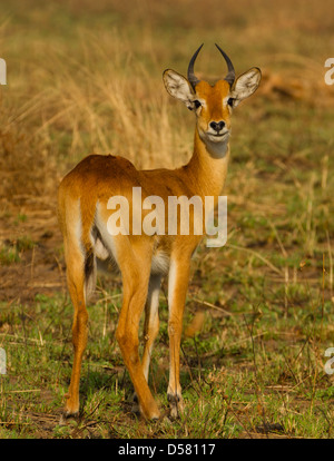 Young male Uganda Kob (Kobus kob thomasi) Stock Photo