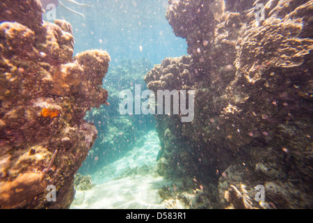 Picture taken in Roatan, Honduras Stock Photo