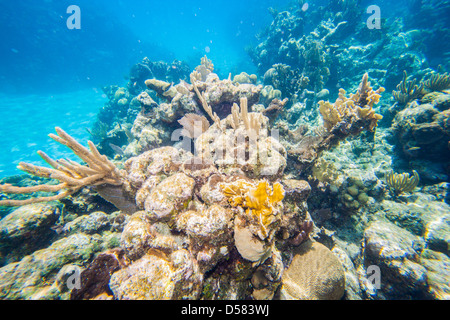 Picture taken in Roatan, Honduras Stock Photo