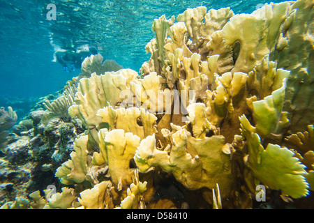 Picture taken in Roatan, Honduras Stock Photo