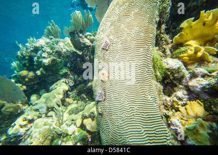 Picture taken in Roatan, Honduras Stock Photo