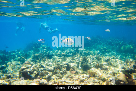 Picture taken in Roatan, Honduras Stock Photo