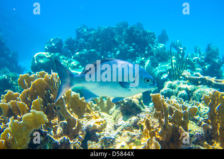 Picture taken in Roatan, Honduras Stock Photo