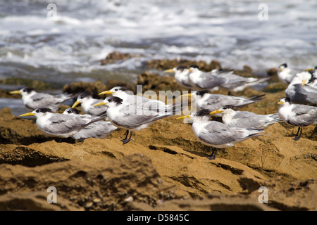 Swift terns on the rocks at Cape Vidal, Greater St Lucia Wetland Park, Kwazulu-Natal, South Africa Stock Photo