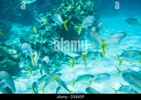 Picture taken in Roatan, Honduras Stock Photo