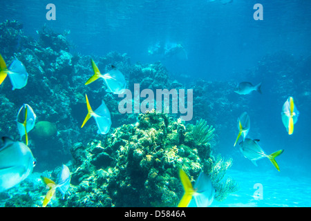 Picture taken in Roatan, Honduras Stock Photo